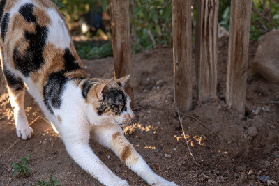 一只有斑点的猫在灌木下的阴影下伸开了它的背。