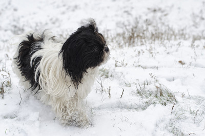 小狗在冬天的雪地里散步