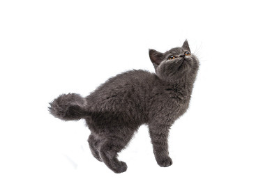 英国短毛小猫看着孤立的白色