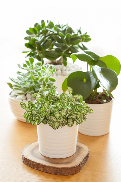 室内植物fittonia albivenis, peperomia, crassula ovata,