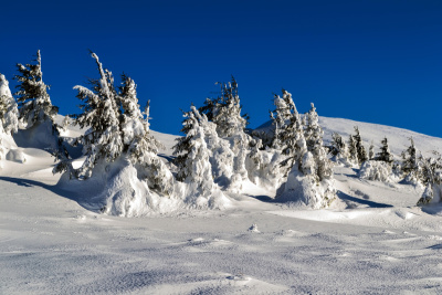 雪树