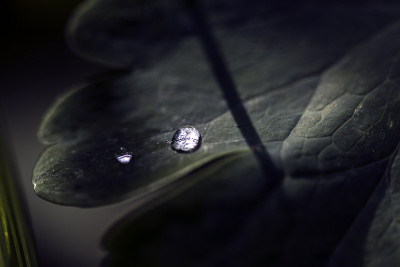 雨滴落在绿叶上