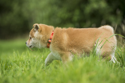 柴犬