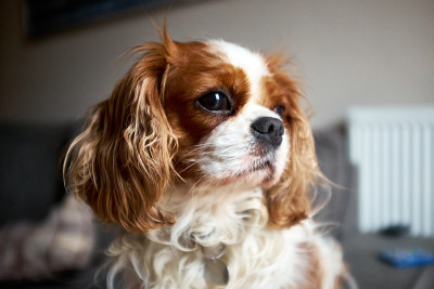 布伦海姆骑士查理士国王猎犬哈巴狗。栗色和白色。把视线从镜头上移开。关闭了。