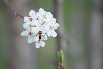 蜜蜂