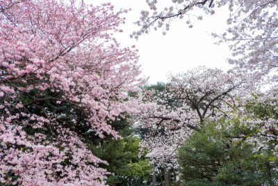 日本东京盛开的樱花。