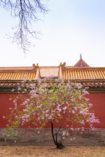 紫丁香在紫禁城中开花(紫丁香)，以仿空