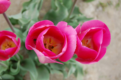 郁金香里的蜜蜂