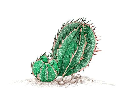 大戟仙人掌手绘草图