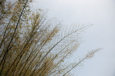 竹树与天空