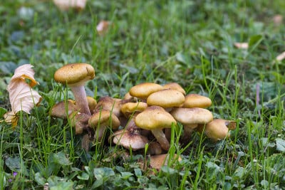 森林地面上的Nameko蘑菇(Kuehneromyces mutabilis)