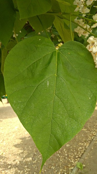 梓树大，心形，绿叶，受蚜虫感染。