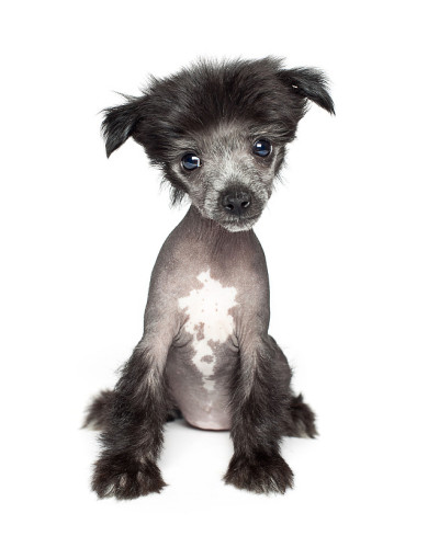 中国冠毛犬幼犬