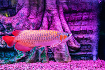 绿色基地红色龙鱼在近距离观察水族馆