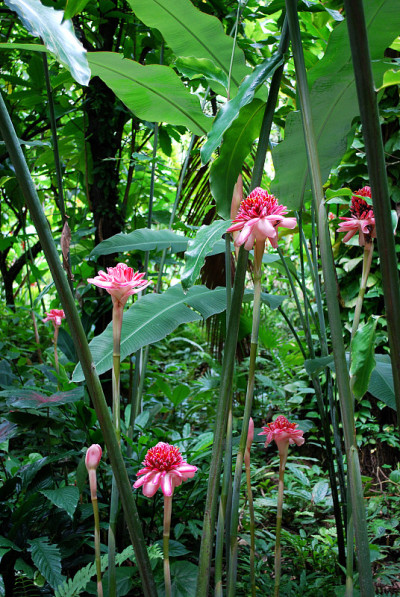 丛林花