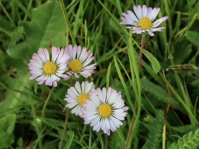 雏菊