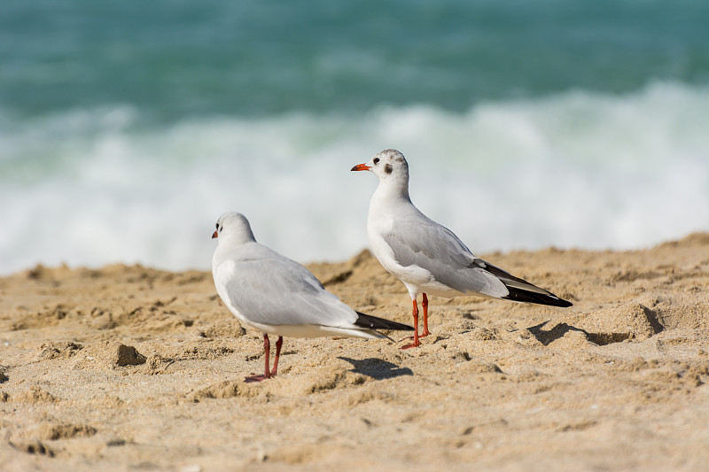 一对可爱的白色海鸥(Larus canus)站在阿拉伯联合酋长国迪拜朱美拉海滩的沙滩上