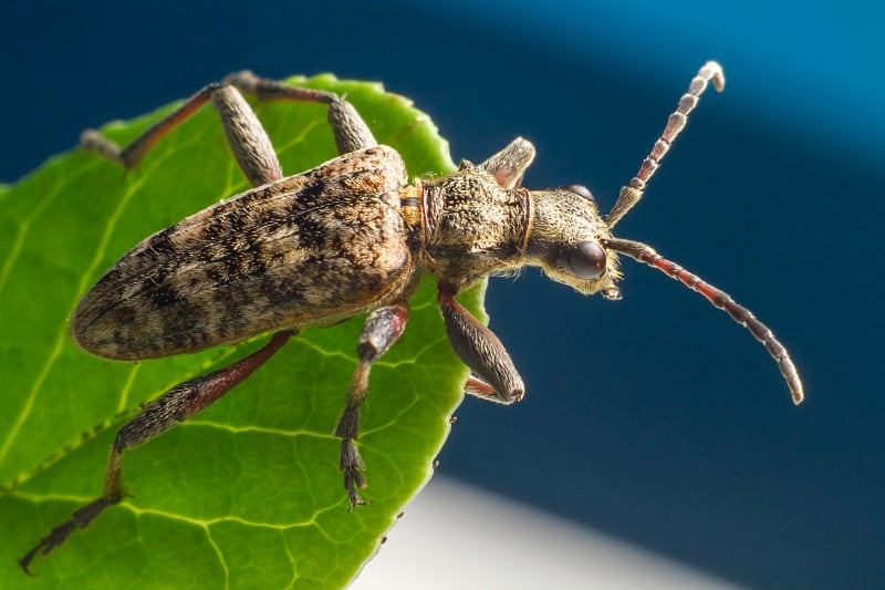 黑斑钳子支持甲虫(Rhagium mordax)