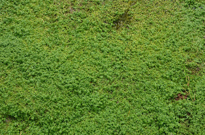 绿色水生植物，叶小，质地好。