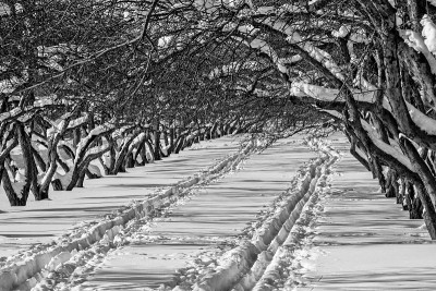 果园里白雪覆盖的苹果树。黑白照片