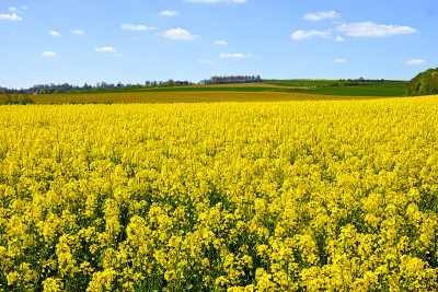 法国黄花油菜田栽培