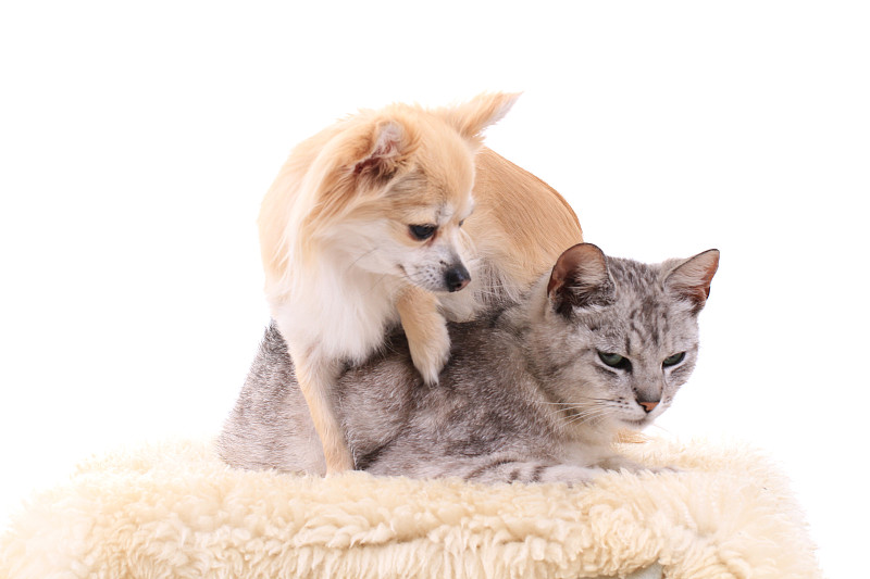 灰猫和吉娃娃