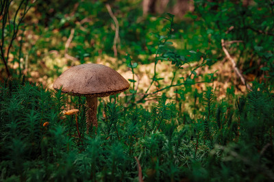 森林里的蘑菇。美丽的夏日森林和它的居民。
