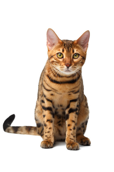 孟加拉猫坐在白色