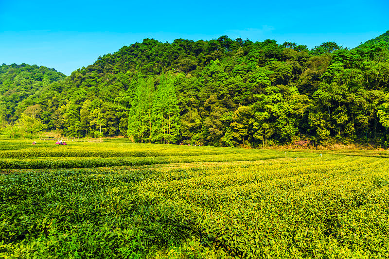 杭州茶园，西湖，龙井