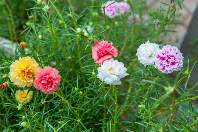 美丽的马齿苋花在花园里