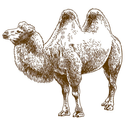 骆驼雕刻绘图插图