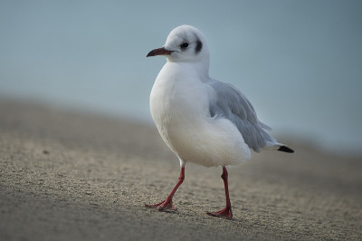 海边