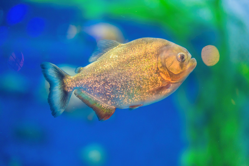 Pygocentrus nattereri。水族馆里的食人鱼特写