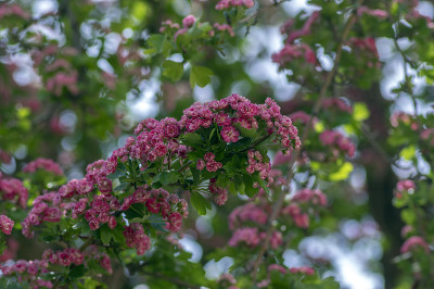 山楂品种paulus reataegus laevigata，乔木鲜红鲜艳，花期群美丽，春天盛开