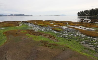 充满活力的海岸
