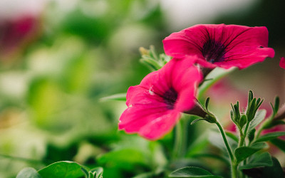 花