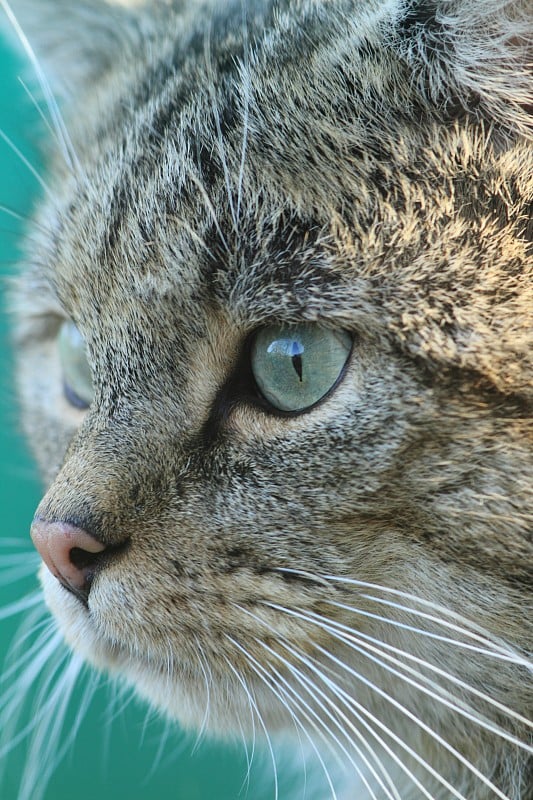 欧洲野猫