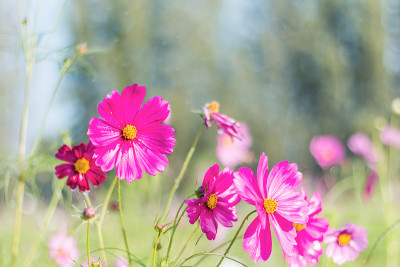 美丽的宇宙花在花园与阳光