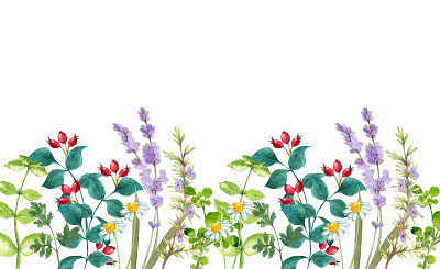 草花园插图