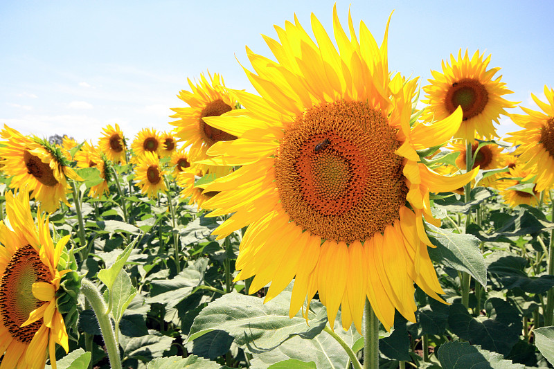 法国 - 蒙德拉贡 - Tournesols