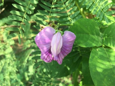 紫色的花在篱笆旁边