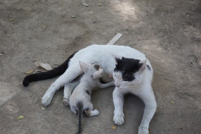 喂养小猫