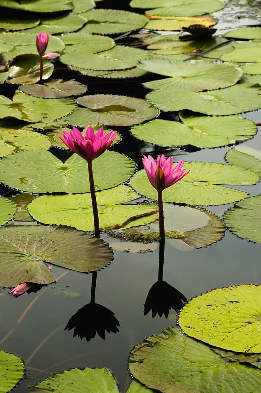 红莲花河