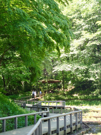 Noyamakita-Rokudoyama公园- Musashimurayama,东京