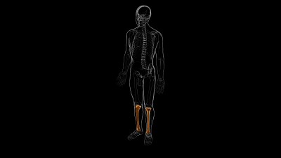 人体骨骼解剖胫骨骨3D渲染