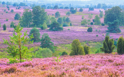 从山上看，秋天在Wilsede附近的Lueneburg Heath
