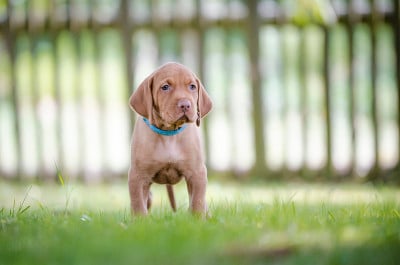维希拉猎犬猎犬