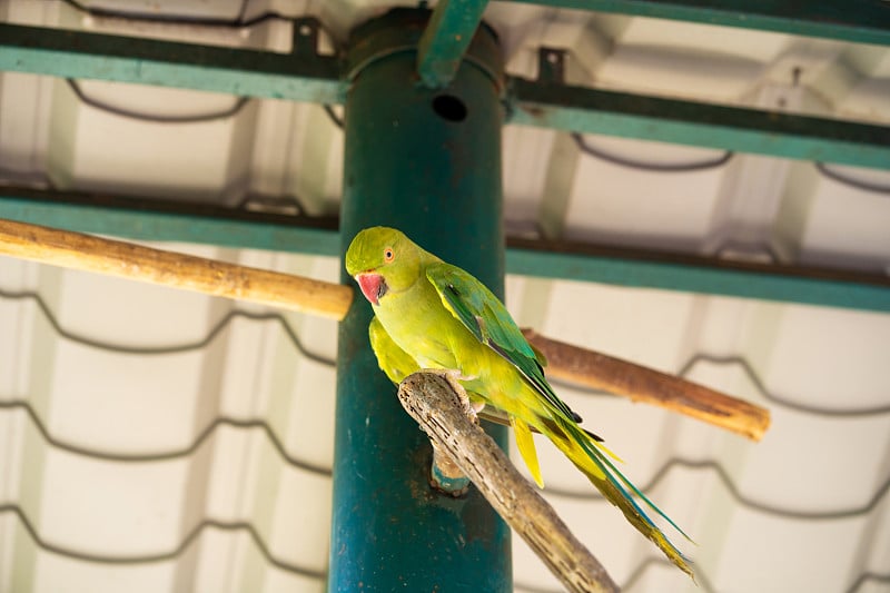 Tropical green parrot with a red beak.