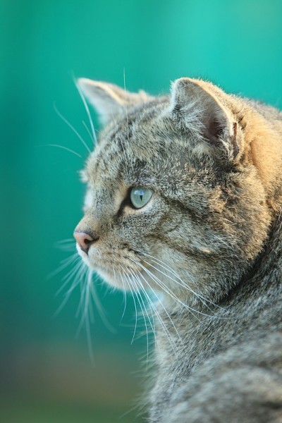 欧洲野猫