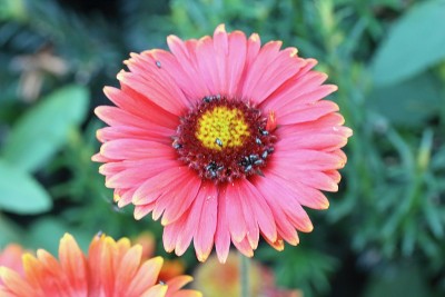 骨菊，是一种开花植物属，属于calendleae，是向日葵/雏菊科中较小的部落之一